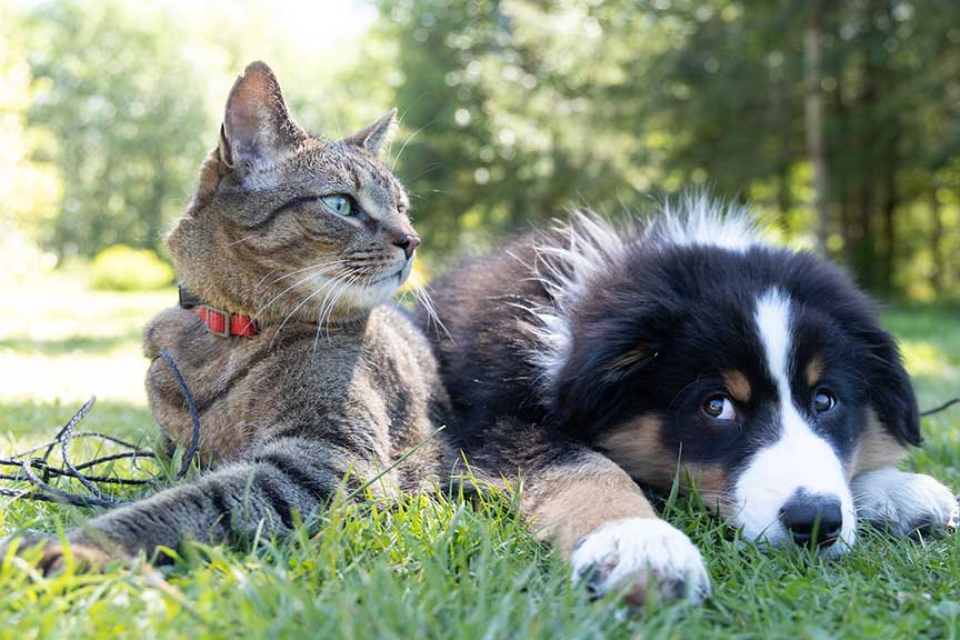 artemis-veterinary-wellness-exams Artemis Veterinary - Routine Wellness Exams